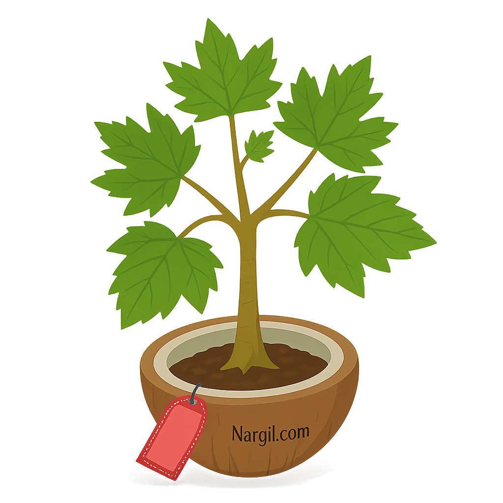  Nargil - oriental plane